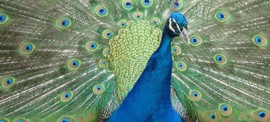 Peacock